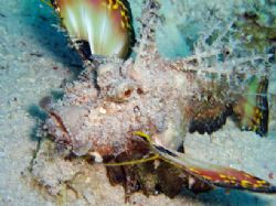 Whattchu lookin at ? Devilfish in Red Sea, Sharm.... Olym... by Alex Tattersall 